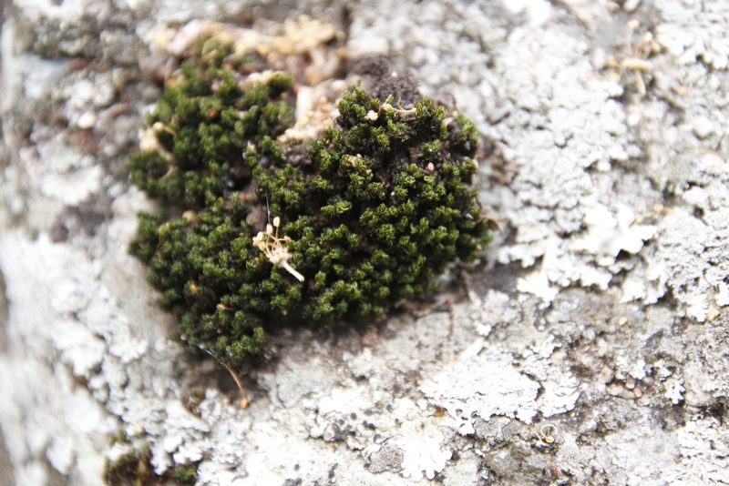 Trichostomum brachydontium, photographed by Tony Rebelo