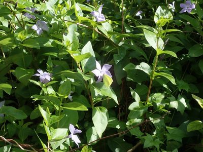 Vinca difformis, photographed by Daniel Cahen
