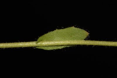 Paysonia densipila, photographed by Brian Finzel