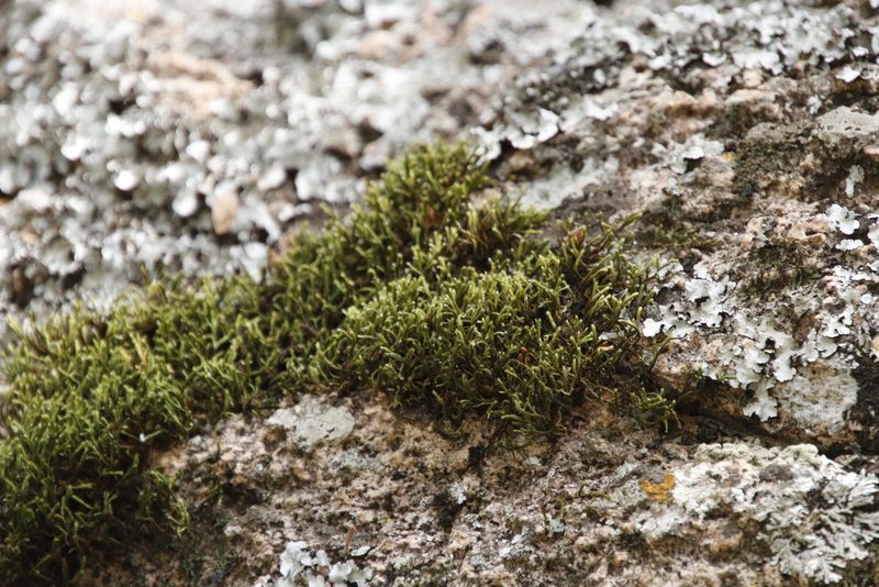 Braunia secunda, photographed by Tony Rebelo
