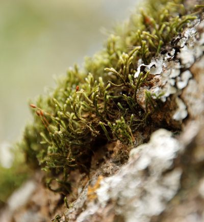 Braunia secunda, photographed by Tony Rebelo