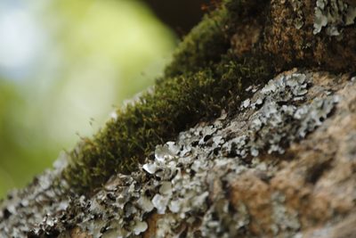 Braunia secunda, photographed by Tony Rebelo