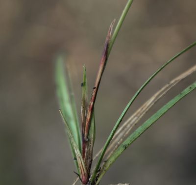 Carex richardsonii, photographed by aarongunnar