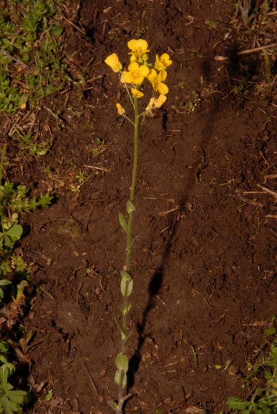Paysonia densipila, photographed by Brian Finzel