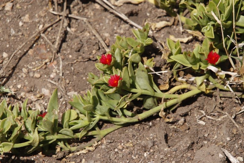 Mesembryanthemum lancifolium, photographed by Tony Rebelo