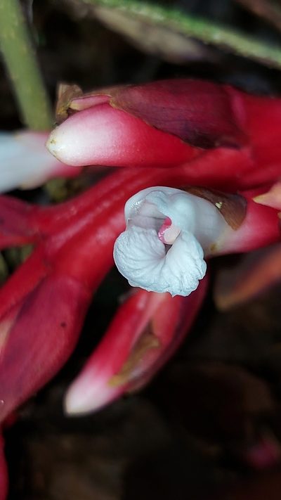Renealmia ligulata, photographed by Daniel Mesa