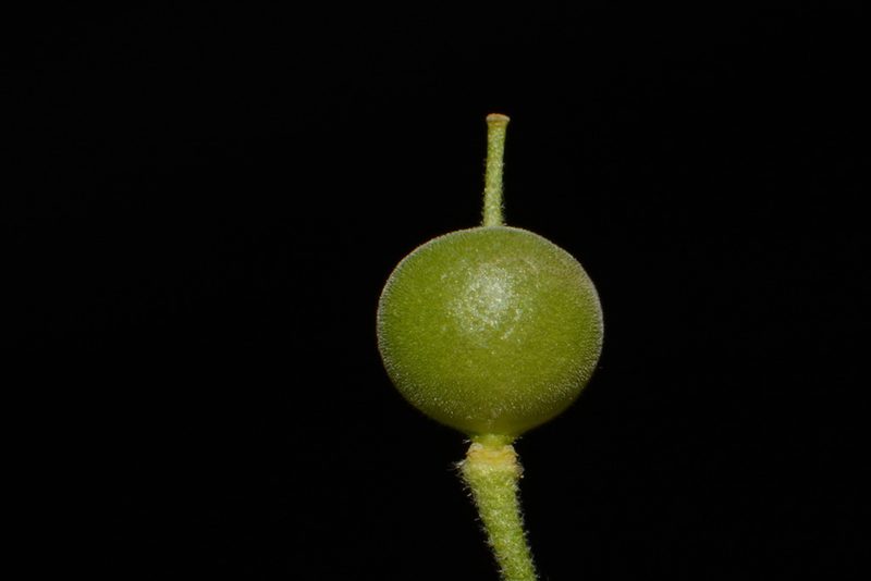 Paysonia densipila, photographed by Brian Finzel