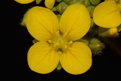 Paysonia densipila, photographed by Brian Finzel