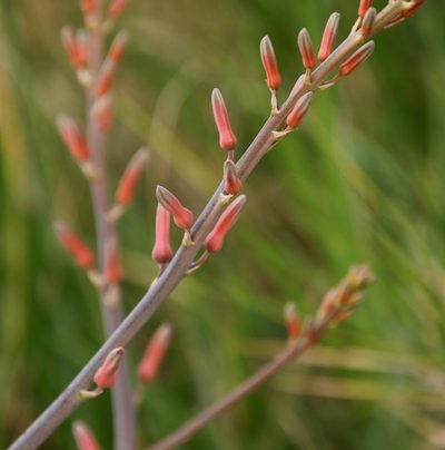 Aloe zebrina, photographed by Tony Rebelo
