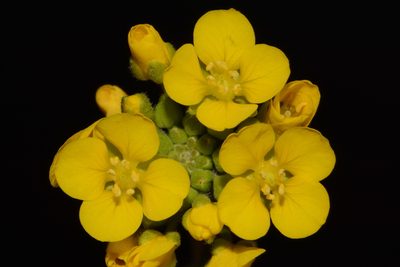 Paysonia densipila, photographed by Brian Finzel