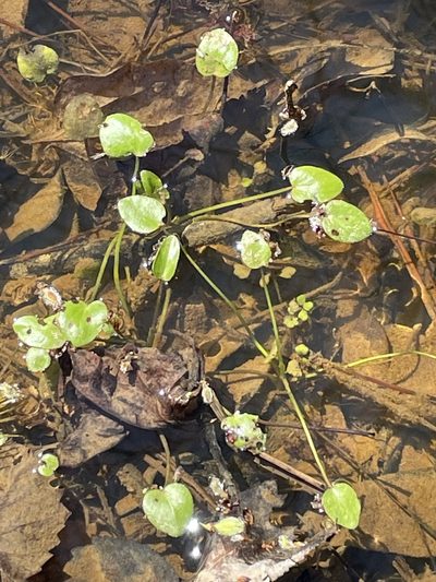 Ranunculus pusillus, photographed by Becky Dill