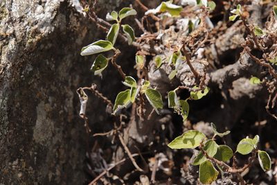 Pouzolzia mixta, photographed by Tony Rebelo