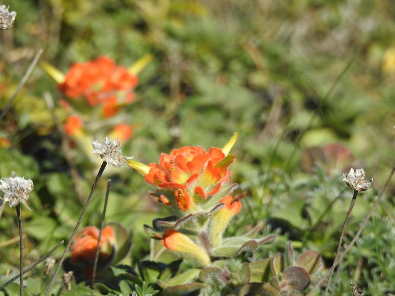 Castilleja mendocinensis, photographed by Lori Brandt Dudzik