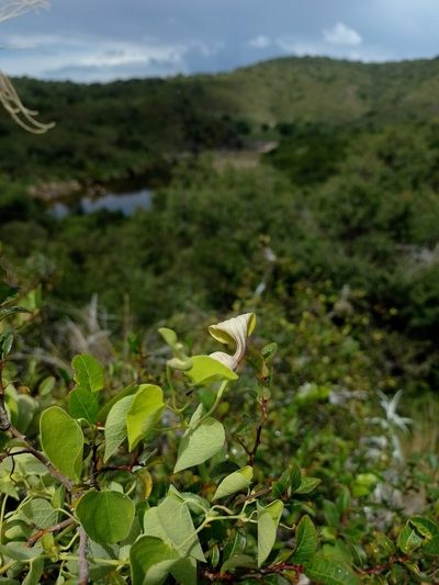 Aristolochia argentina, photographed by Tomás Carranza Perales
