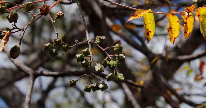 Kirkia acuminata, photographed by Tony Rebelo