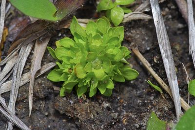 Lepuropetalon spathulatum, photographed by Michelle W. （鍾偉瑋）