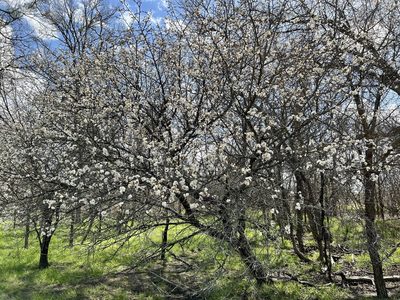 Prunus mexicana, photographed by Clifton Ladd, C.W.B.