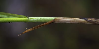 Carex sartwellii, photographed by aarongunnar