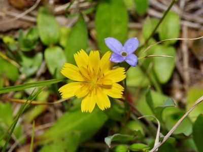 Krigia occidentalis, photographed by Michelle W. （鍾偉瑋）