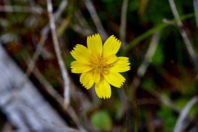 Krigia occidentalis, photographed by Michelle W. （鍾偉瑋）