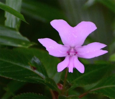 Impatiens kinabaluensis, photographed by Jay Pruett