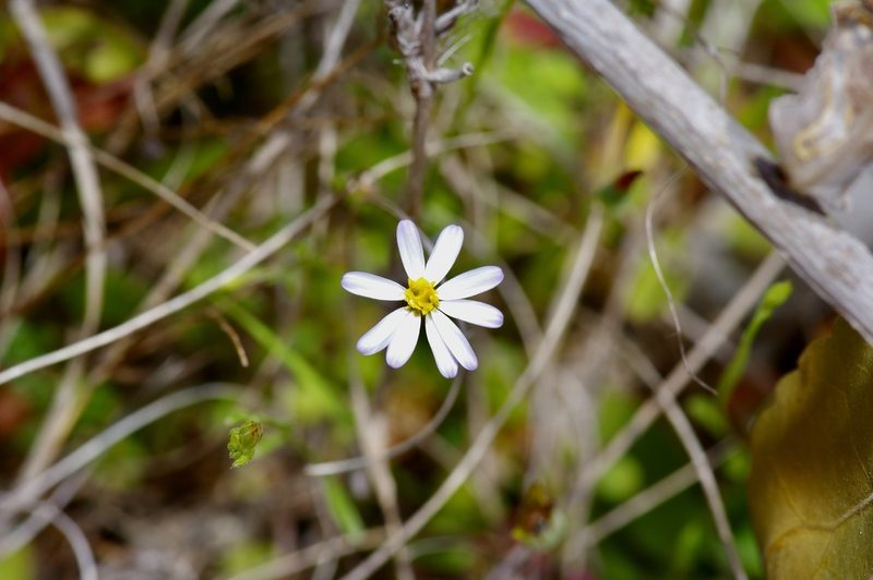 Chaetopappa asteroides, photographed by Michelle W. （鍾偉瑋）