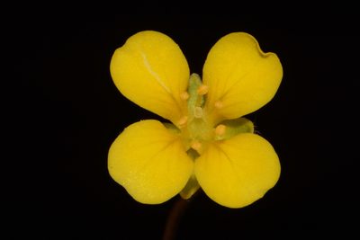 Paysonia lescurii, photographed by Brian Finzel