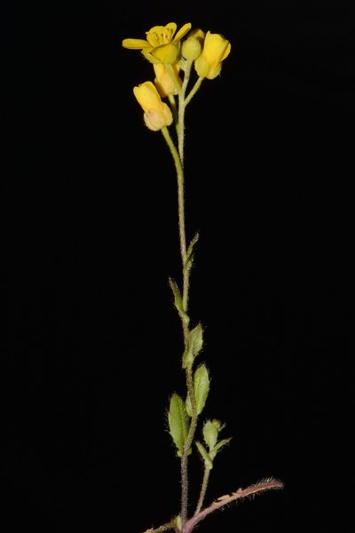 Paysonia lescurii, photographed by Brian Finzel
