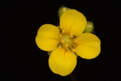 Paysonia lescurii, photographed by Brian Finzel