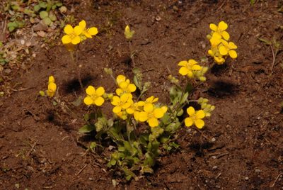 Paysonia lescurii, photographed by Brian Finzel