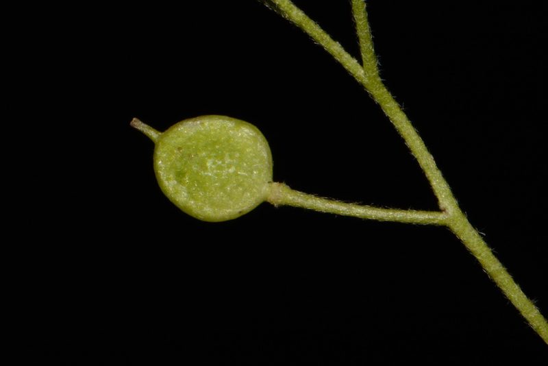 Paysonia lescurii, photographed by Brian Finzel