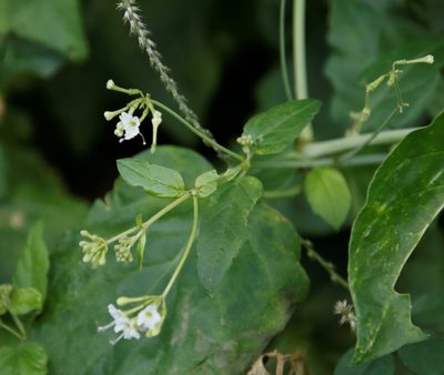 Boerhavia plumbaginea