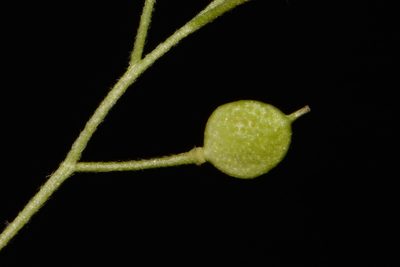 Paysonia lescurii, photographed by Brian Finzel