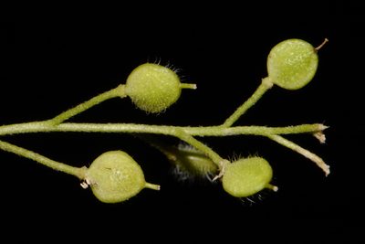Paysonia lescurii, photographed by Brian Finzel