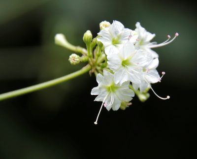 Boerhavia plumbaginea, photographed by Tony Rebelo