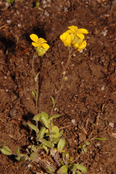 Paysonia lescurii, photographed by Brian Finzel