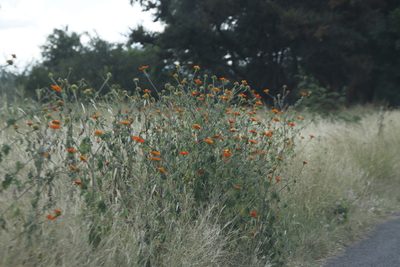 Tithonia rotundifolia, photographed by Tony Rebelo