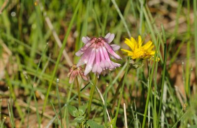Trifolium kingii, photographed by Rolf Lawrenz