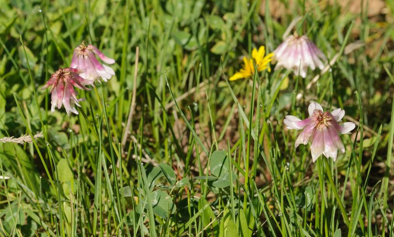 Trifolium kingii, photographed by Rolf Lawrenz