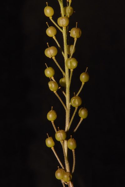 Paysonia lyrata, photographed by Brian Finzel