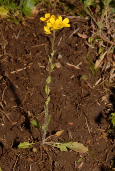Paysonia lyrata, photographed by Brian Finzel