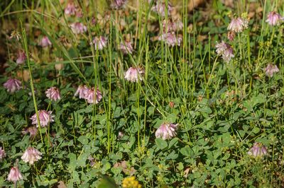 Trifolium kingii, photographed by Rolf Lawrenz