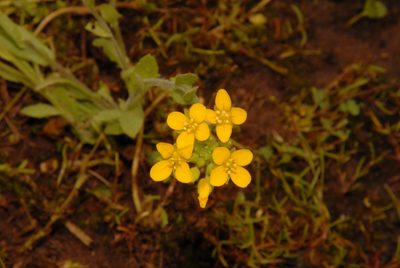 Paysonia lyrata, photographed by Brian Finzel