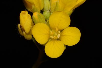 Paysonia lyrata, photographed by Brian Finzel