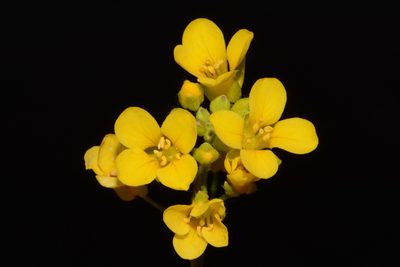 Paysonia lyrata, photographed by Brian Finzel
