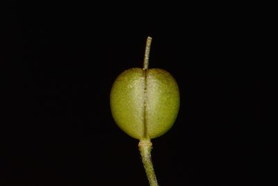 Paysonia lyrata, photographed by Brian Finzel