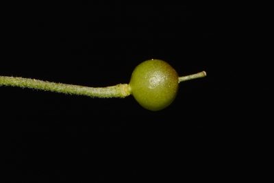 Paysonia lyrata, photographed by Brian Finzel