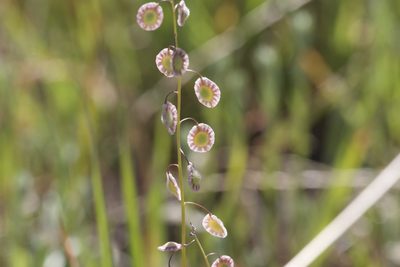 Thysanocarpus curvipes, photographed by Arvel Hernandez