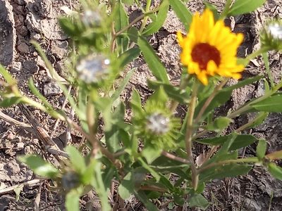 Grindelia pulchella, photographed by Bahiano Ayala