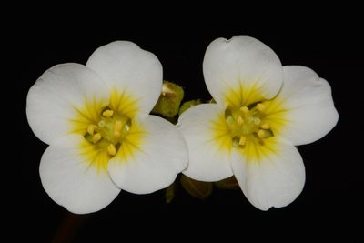 Paysonia stonensis, photographed by Brian Finzel